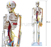Squelette humain désarticulé